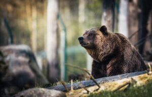 Brown Bear