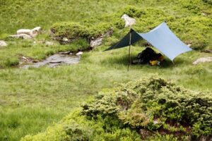 Tarp
